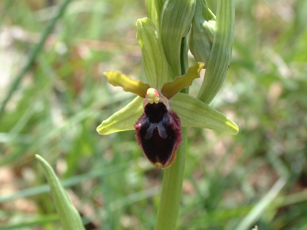 Oprfys fuciflora, O. promontorii